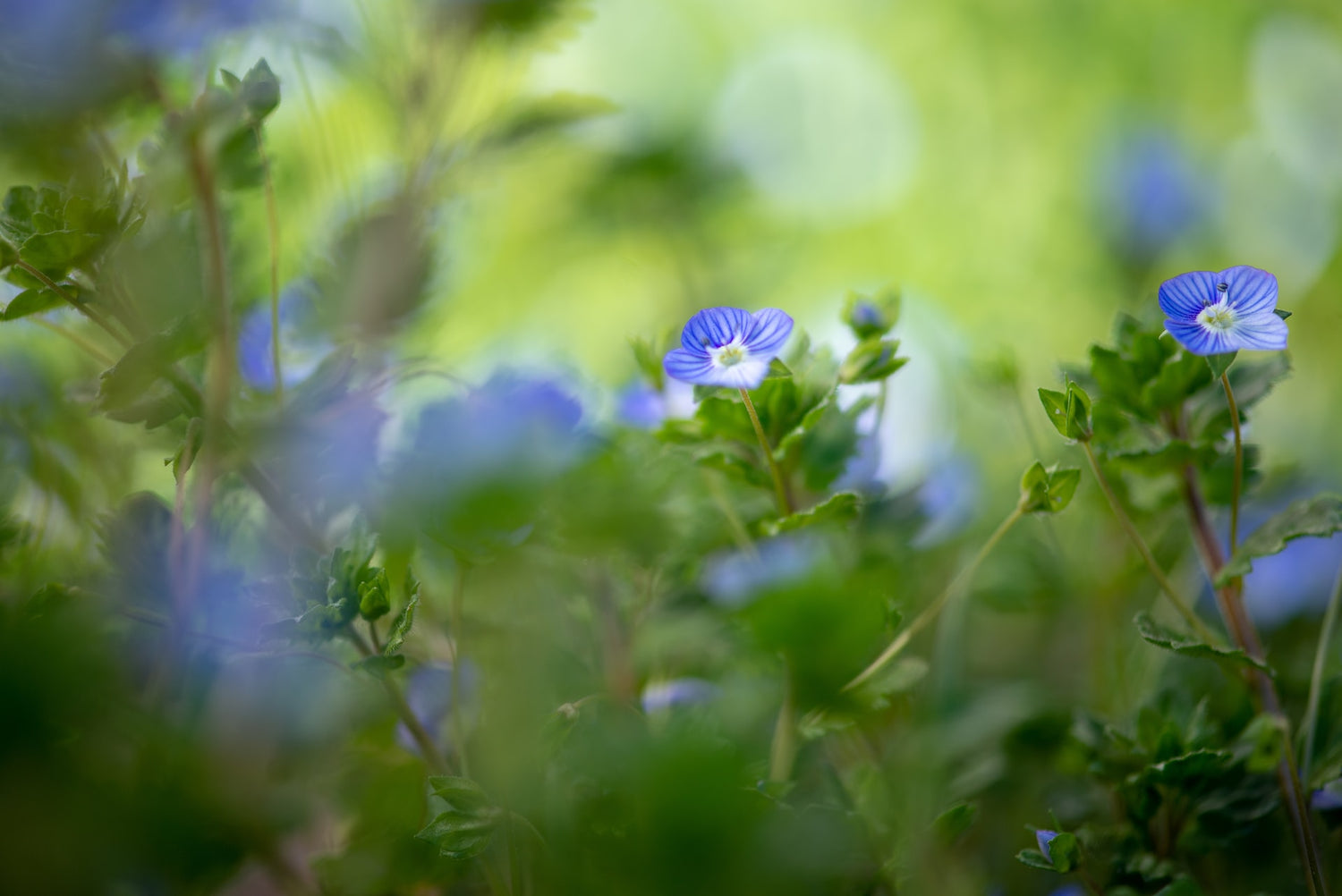 Steinherz Konolfingen: Ein besonderes Produkt für den Frühling